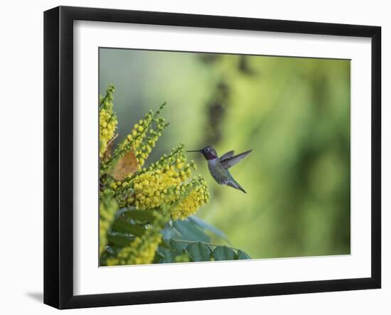 Hungry Hummer-Nancy Crowell-Framed Photographic Print