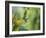 Hungry Hummer-Nancy Crowell-Framed Photographic Print