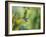 Hungry Hummer-Nancy Crowell-Framed Photographic Print