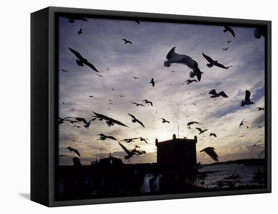 Hungry Seagulls Silhouetted Againt the Sunset in the Harbour at Essaouira, Morocco-Fergus Kennedy-Framed Premier Image Canvas