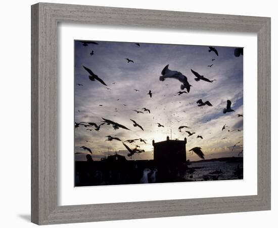 Hungry Seagulls Silhouetted Againt the Sunset in the Harbour at Essaouira, Morocco-Fergus Kennedy-Framed Photographic Print