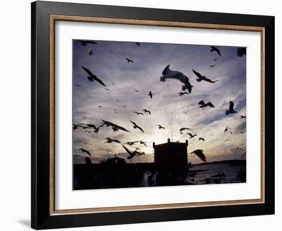 Hungry Seagulls Silhouetted Againt the Sunset in the Harbour at Essaouira, Morocco-Fergus Kennedy-Framed Photographic Print