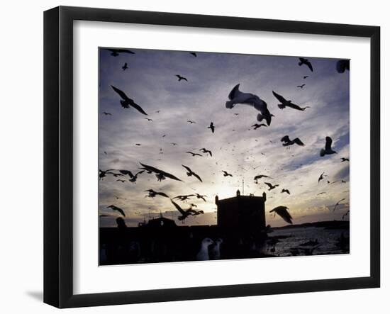 Hungry Seagulls Silhouetted Againt the Sunset in the Harbour at Essaouira, Morocco-Fergus Kennedy-Framed Photographic Print