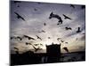 Hungry Seagulls Silhouetted Againt the Sunset in the Harbour at Essaouira, Morocco-Fergus Kennedy-Mounted Photographic Print