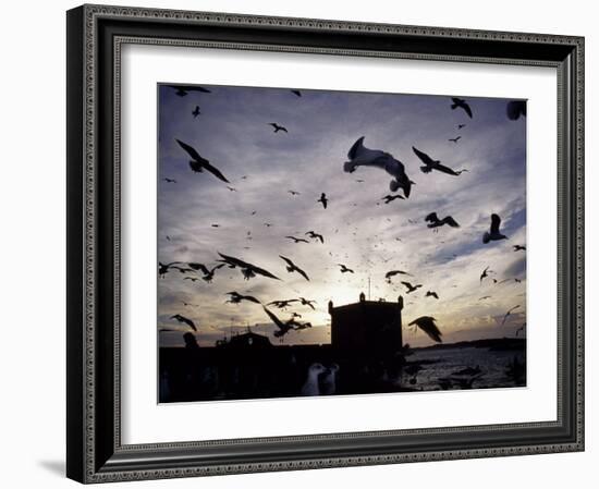 Hungry Seagulls Silhouetted Againt the Sunset in the Harbour at Essaouira, Morocco-Fergus Kennedy-Framed Photographic Print
