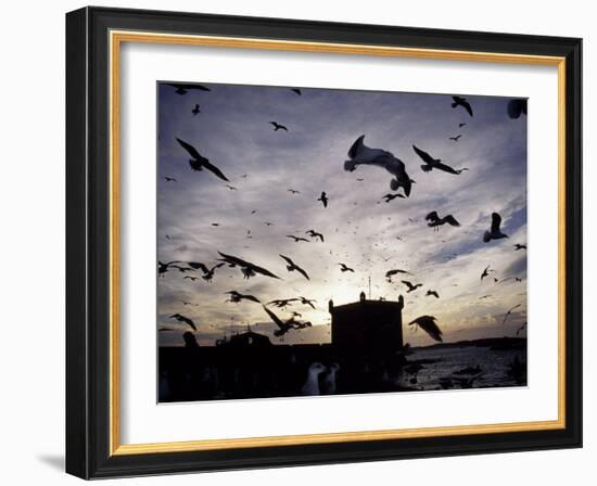 Hungry Seagulls Silhouetted Againt the Sunset in the Harbour at Essaouira, Morocco-Fergus Kennedy-Framed Photographic Print