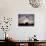 Hungry Seagulls Silhouetted Againt the Sunset in the Harbour at Essaouira, Morocco-Fergus Kennedy-Photographic Print displayed on a wall