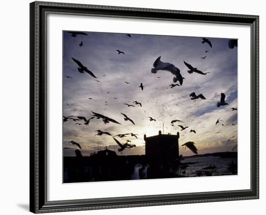 Hungry Seagulls Silhouetted Againt the Sunset in the Harbour at Essaouira, Morocco-Fergus Kennedy-Framed Photographic Print