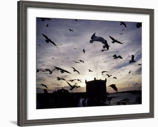 Hungry Seagulls Silhouetted Againt the Sunset in the Harbour at Essaouira, Morocco-Fergus Kennedy-Framed Photographic Print