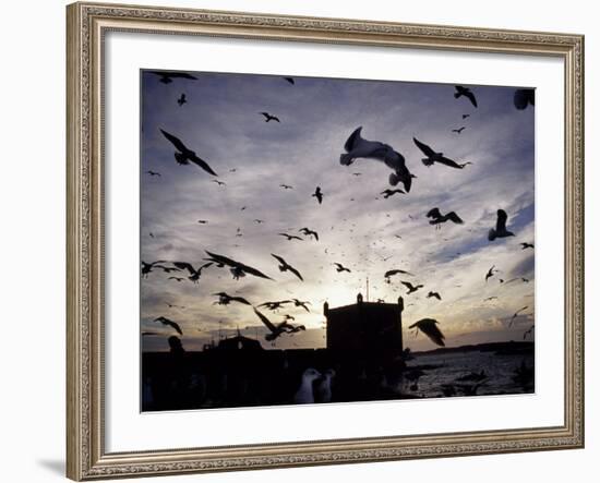 Hungry Seagulls Silhouetted Againt the Sunset in the Harbour at Essaouira, Morocco-Fergus Kennedy-Framed Photographic Print