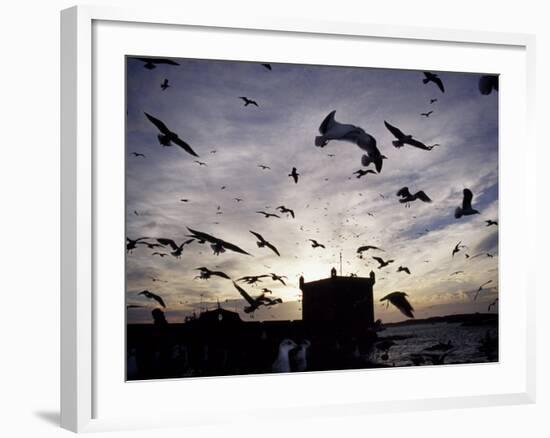 Hungry Seagulls Silhouetted Againt the Sunset in the Harbour at Essaouira, Morocco-Fergus Kennedy-Framed Photographic Print