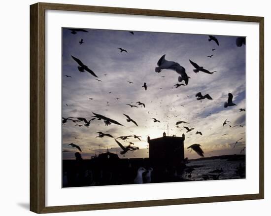 Hungry Seagulls Silhouetted Againt the Sunset in the Harbour at Essaouira, Morocco-Fergus Kennedy-Framed Photographic Print