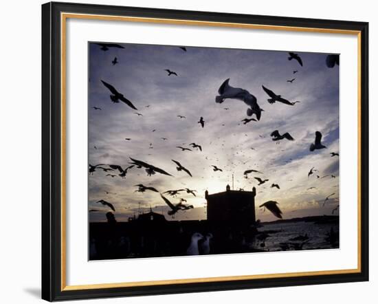 Hungry Seagulls Silhouetted Againt the Sunset in the Harbour at Essaouira, Morocco-Fergus Kennedy-Framed Photographic Print