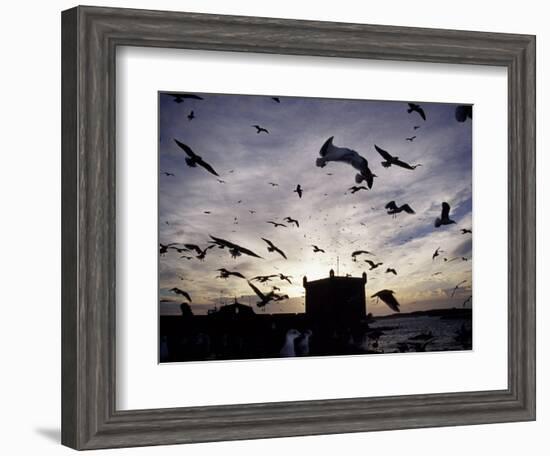 Hungry Seagulls Silhouetted Againt the Sunset in the Harbour at Essaouira, Morocco-Fergus Kennedy-Framed Photographic Print