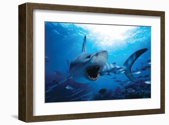 Hungry Shark-null-Framed Art Print