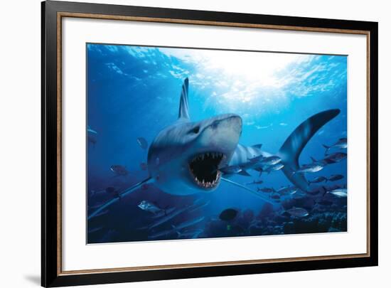 Hungry Shark-null-Framed Art Print