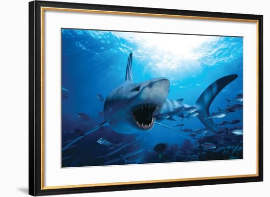 Hungry Shark-null-Framed Art Print