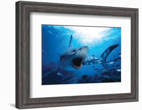 Hungry Shark-null-Framed Art Print