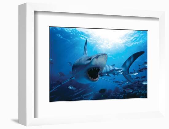 Hungry Shark-null-Framed Art Print