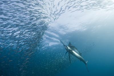 Hunter And The Hunted Photographic Print Alexander Safonov Art Com