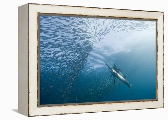 Hunter and the Hunted-Alexander Safonov-Framed Premier Image Canvas