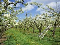 Pear Blossom in Orchard, Holt Fleet, Worcestershire, England, United Kingdom, Europe-Hunter David-Photographic Print