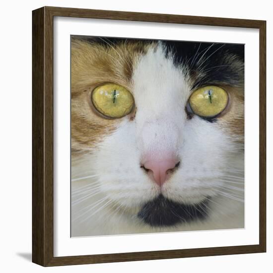 Hunters Eyes-Adrian Campfield-Framed Photographic Print