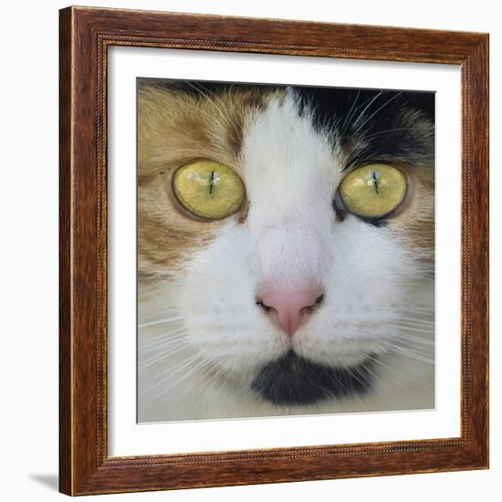 Hunters Eyes-Adrian Campfield-Framed Photographic Print