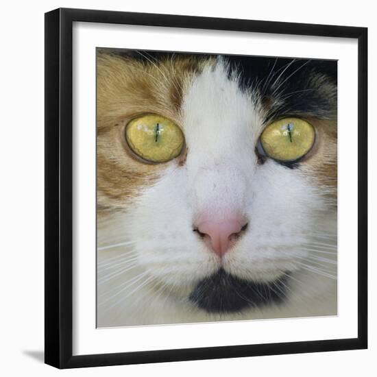 Hunters Eyes-Adrian Campfield-Framed Photographic Print