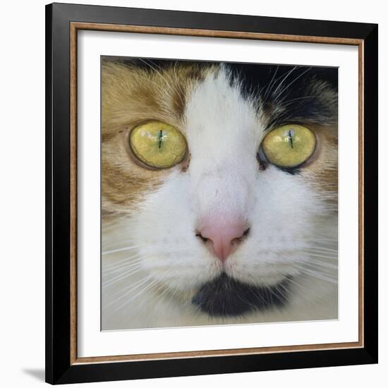 Hunters Eyes-Adrian Campfield-Framed Photographic Print