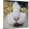 Hunters Eyes-Adrian Campfield-Mounted Photographic Print