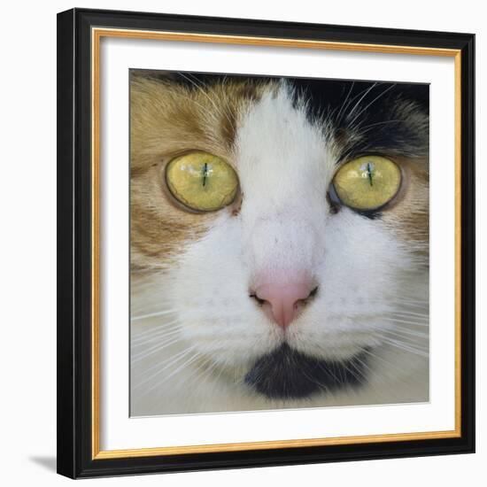 Hunters Eyes-Adrian Campfield-Framed Photographic Print