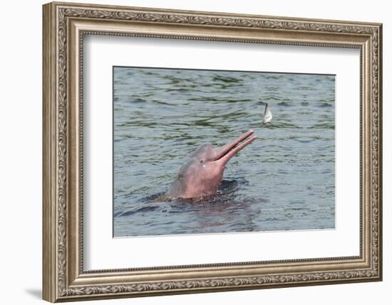 Hunting Amazon River Dolphin (Pink Amazon Dolphin) (Inia Geoffrensis), Brazil-G&M Therin-Weise-Framed Photographic Print