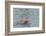 Hunting Amazon River Dolphin (Pink Amazon Dolphin) (Inia Geoffrensis), Brazil-G&M Therin-Weise-Framed Photographic Print