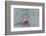 Hunting Amazon River Dolphin (Pink Amazon Dolphin) (Inia Geoffrensis), Brazil-G&M Therin-Weise-Framed Photographic Print