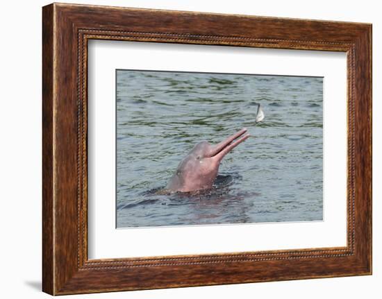 Hunting Amazon River Dolphin (Pink Amazon Dolphin) (Inia Geoffrensis), Brazil-G&M Therin-Weise-Framed Photographic Print