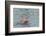 Hunting Amazon River Dolphin (Pink Amazon Dolphin) (Inia Geoffrensis), Brazil-G&M Therin-Weise-Framed Photographic Print