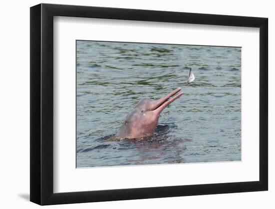 Hunting Amazon River Dolphin (Pink Amazon Dolphin) (Inia Geoffrensis), Brazil-G&M Therin-Weise-Framed Photographic Print