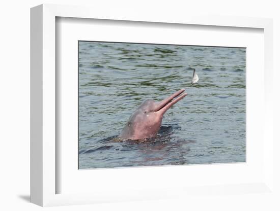 Hunting Amazon River Dolphin (Pink Amazon Dolphin) (Inia Geoffrensis), Brazil-G&M Therin-Weise-Framed Photographic Print