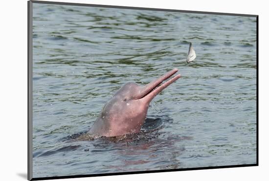 Hunting Amazon River Dolphin (Pink Amazon Dolphin) (Inia Geoffrensis), Brazil-G&M Therin-Weise-Mounted Photographic Print