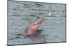 Hunting Amazon River Dolphin (Pink Amazon Dolphin) (Inia Geoffrensis), Brazil-G&M Therin-Weise-Mounted Photographic Print