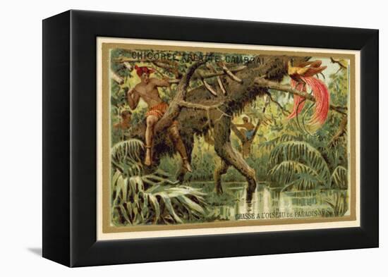 Hunting Birds of Paradise, Malaysia-null-Framed Premier Image Canvas