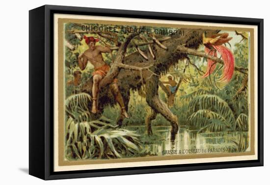 Hunting Birds of Paradise, Malaysia-null-Framed Premier Image Canvas