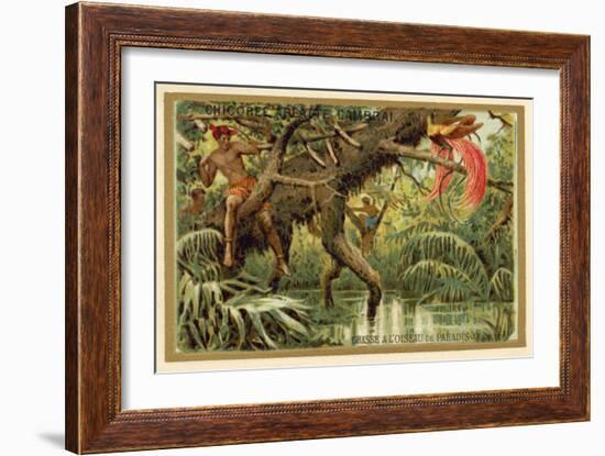 Hunting Birds of Paradise, Malaysia-null-Framed Giclee Print