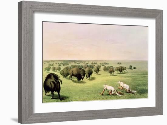 Hunting Buffalo Camouflaged with Wolf Skins, circa 1832-George Catlin-Framed Giclee Print