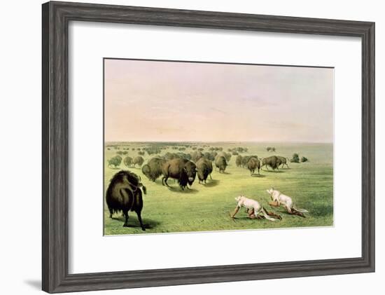 Hunting Buffalo Camouflaged with Wolf Skins, circa 1832-George Catlin-Framed Giclee Print