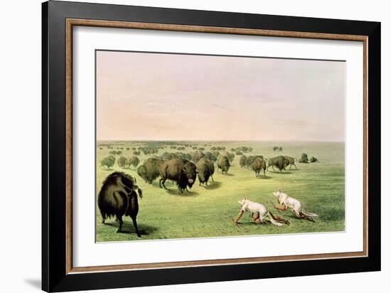 Hunting Buffalo Camouflaged with Wolf Skins, circa 1832-George Catlin-Framed Giclee Print