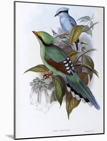 Hunting Cissa-John Gould-Mounted Giclee Print