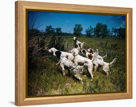 Hunting Dogs on Point-null-Framed Premier Image Canvas