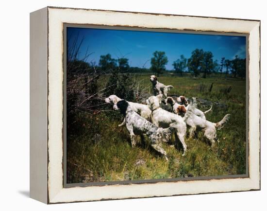 Hunting Dogs on Point-null-Framed Premier Image Canvas